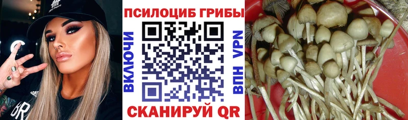 Купить закладки  Сясьстрой  Псилоцибиновые грибы GOLDEN TEACHER 